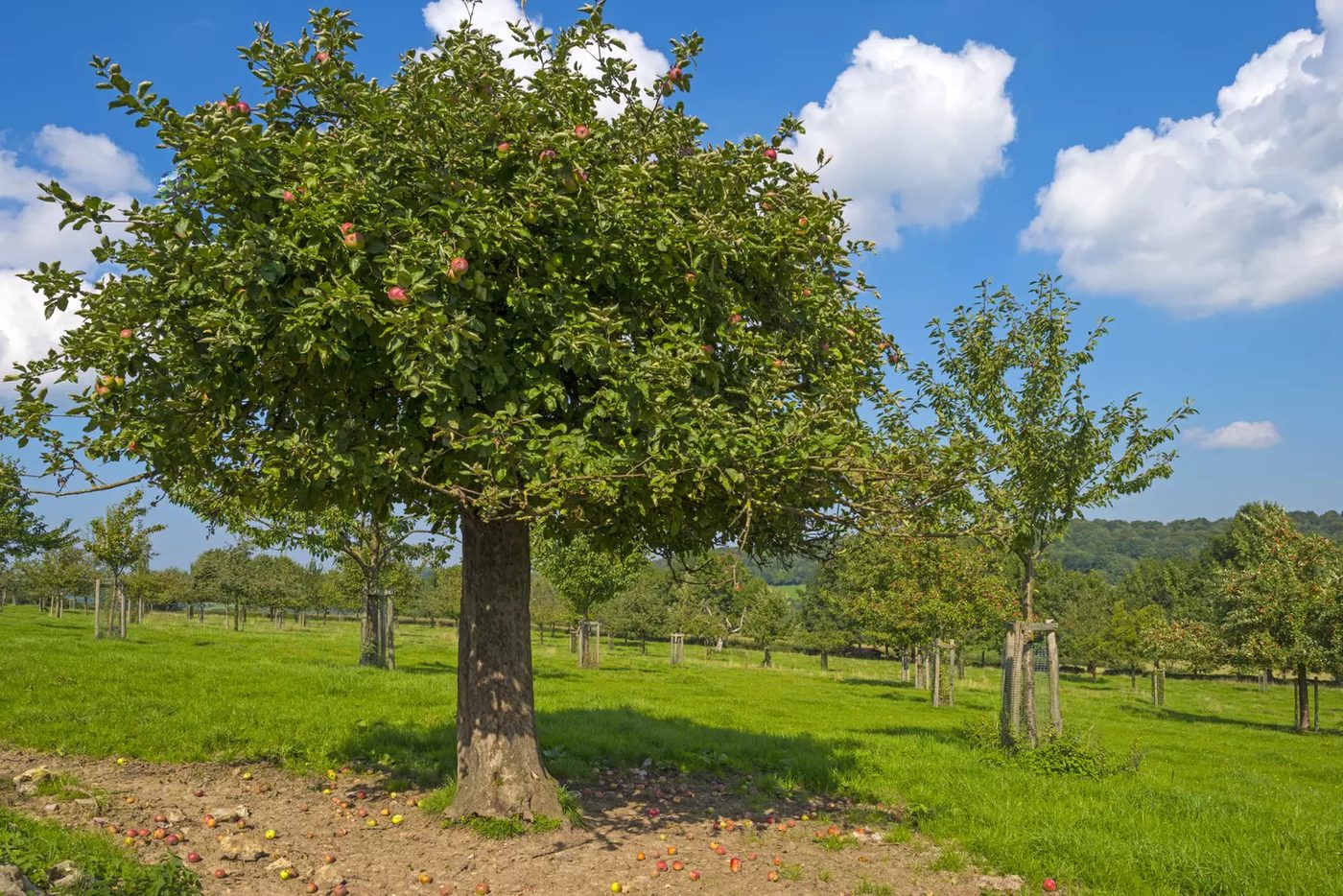 Jeunes arbres fruitiers plantés en rangs