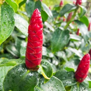 Découvrez les bienfaits du costus indien selon la médecine prophétique.