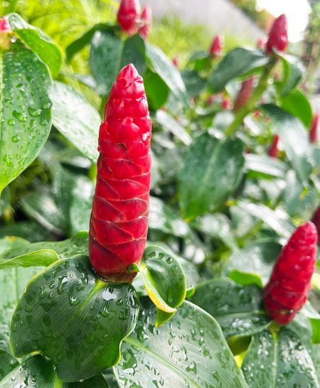 Découvrez les bienfaits du costus indien selon la médecine prophétique.
